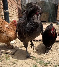 Gallo Padovano
