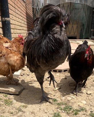 Gallo Padovano