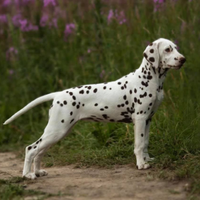 Cuccioli Dalmata