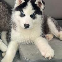 Husky cucciolone