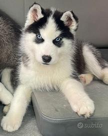 Husky cucciolone