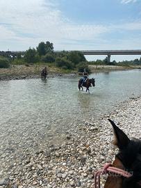 Cavallo