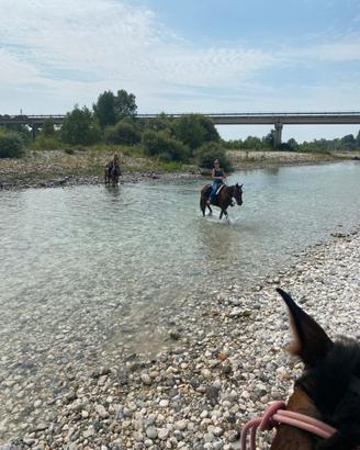 Cavallo