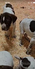 Cuccioli bracchi francesi dei Pirenei