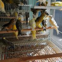 Uccelli e pappagalli