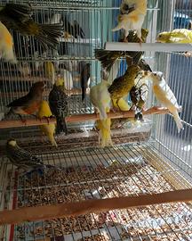 Uccelli e pappagalli