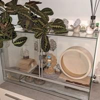 terrario per rettili