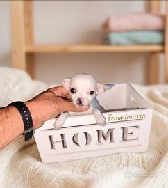 Chiwawa mini Toy