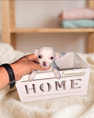 Chiwawa mini Toy