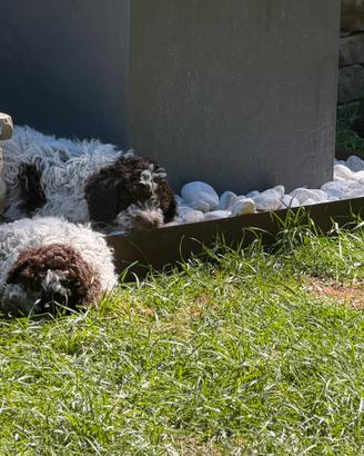 Lagotto romagnolo