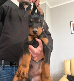 Cuccioli di dobermann