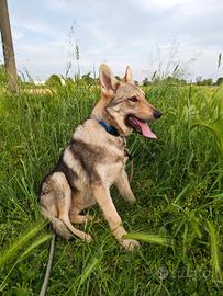 Splendido cucciolo di Lupo Cecoslovacco - 4 mesi