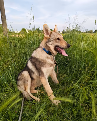 Splendido cucciolo di Lupo Cecoslovacco - 4 mesi