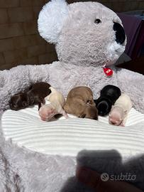 Femmine e maschi Chihuahua Pedigree ENCI/FCI