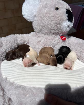 Femmine e maschi Chihuahua Pedigree ENCI/FCI