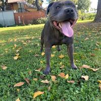 Staffordshire Bull Terrier Disponibili per monte