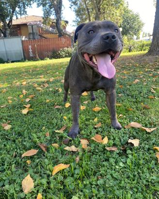 Staffordshire Bull Terrier Disponibili per monte