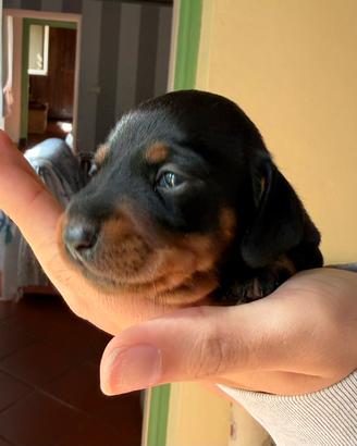 Bassotto tedesco nano pelo corto