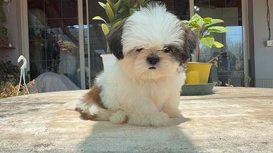 Shih Tzu o shitzu