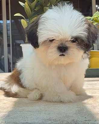 Shih Tzu o shitzu