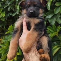 Cuccioli di Pastore Tedesco