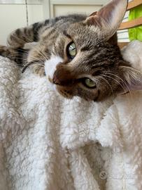 Ciao, io sono Lucifer