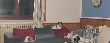 Cuccioli di Jack Russell con pedigree