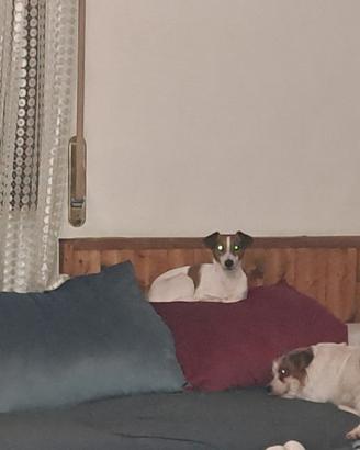 Cuccioli di Jack Russell con pedigree