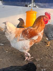 Gallo olivegger F2