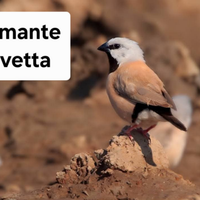 Disponibili DIAMANTE BAVETTA uccelli esotici