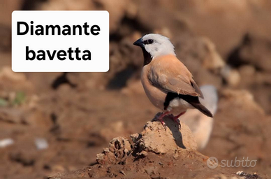 Disponibili DIAMANTE BAVETTA uccelli esotici
