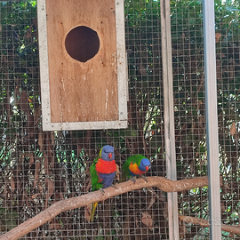 Coppia Lory arcobaleno