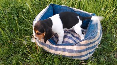 Beagle tricolore cuccioli