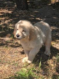 Cuccioli di Golden Retriever Americano