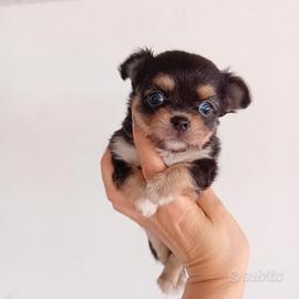 Chihuahua toy