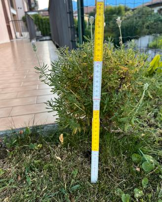 Lavanda piantina