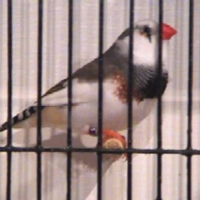Diamantini