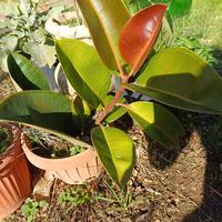 Piante varie, grasse e non