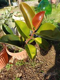 Piante varie, grasse e non