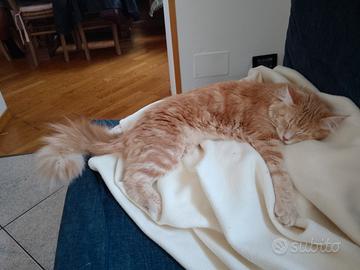 Main coon