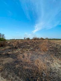Due terreni "Bosco Colombo" e "Viscigli"