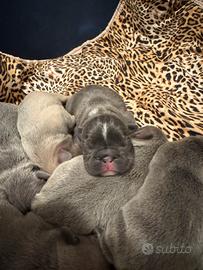 Cuccioli di Bulldog francese