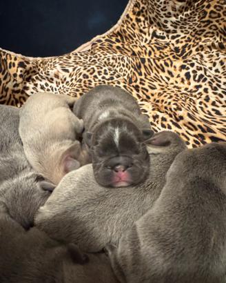 Cuccioli di Bulldog francese