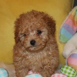 Cuccioli di barboncini toy maschi e femmine