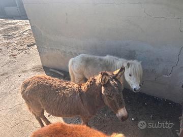 Poni falabella + asino taglia piccola