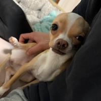 Chihuahua per monta Prezzo Trattabile