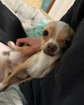 Chihuahua per monta Prezzo Trattabile