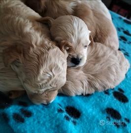 Maltipoo toy red