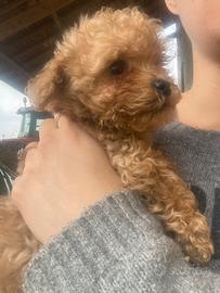 Cucciolo barboncino toy