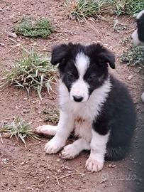 Border colli 8